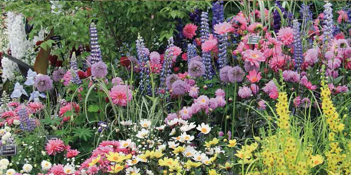 Colourful flowers at Chelsea flower show in London
