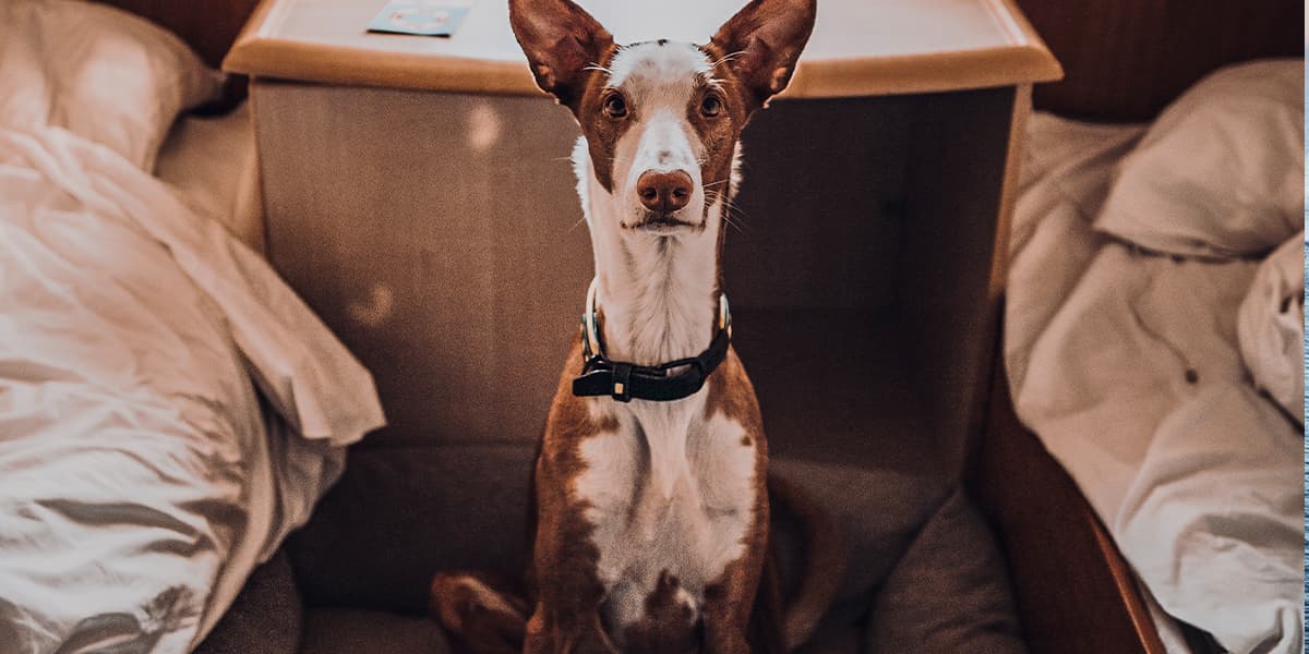 Dog in a cabin
