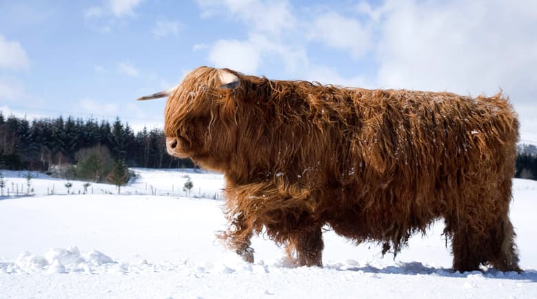 highlandrind-im-schnee-co-visitscotland
