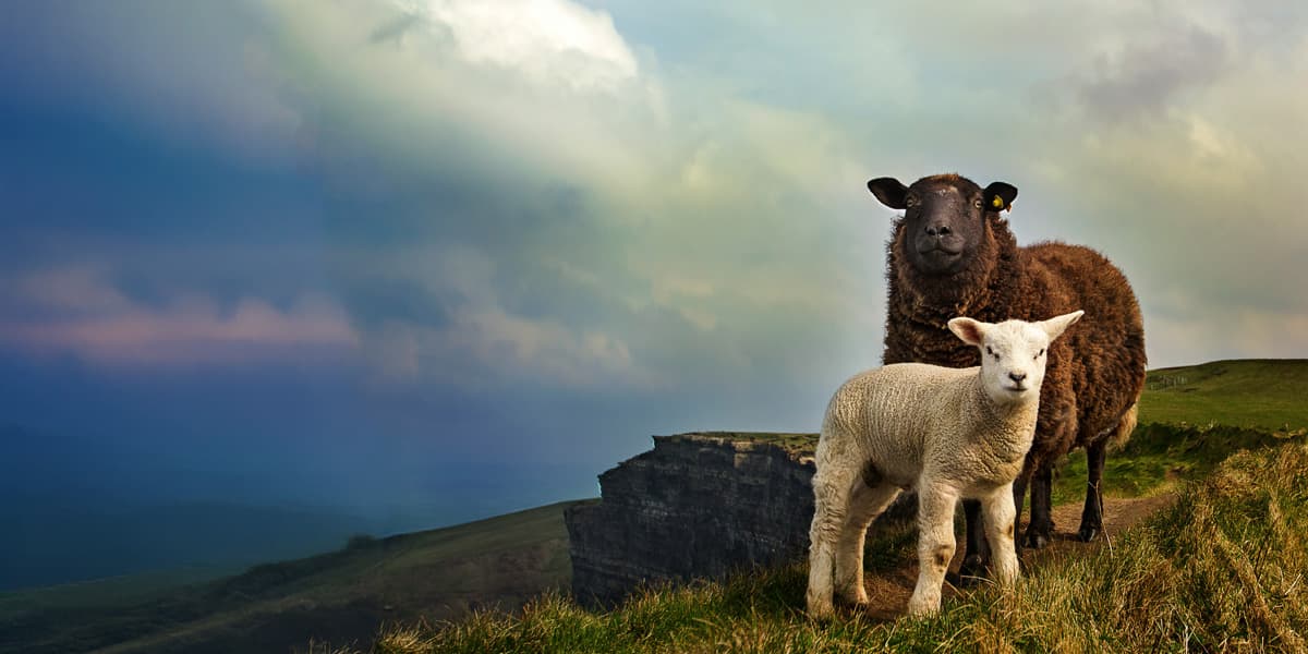 MotoPlus TranspDKRO hero