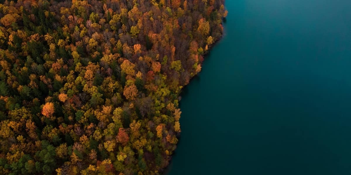 Baltics Forest