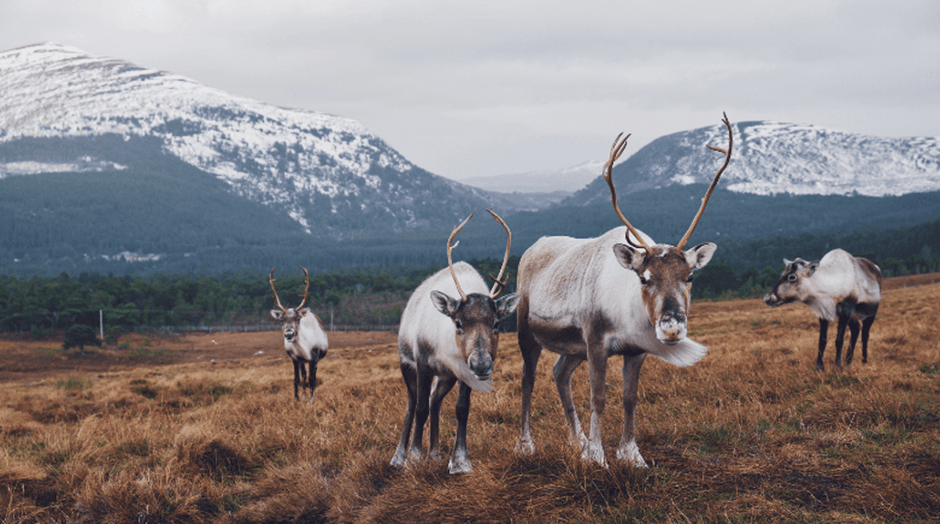 The Cairngorms Scottish Highlands