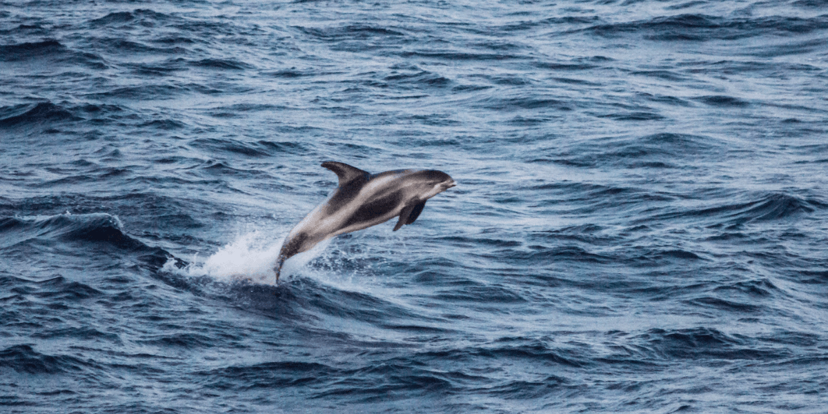 Orca season blog