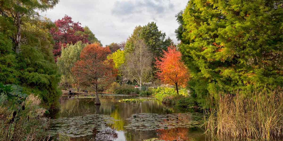 Trees beside a lake in Hampshire