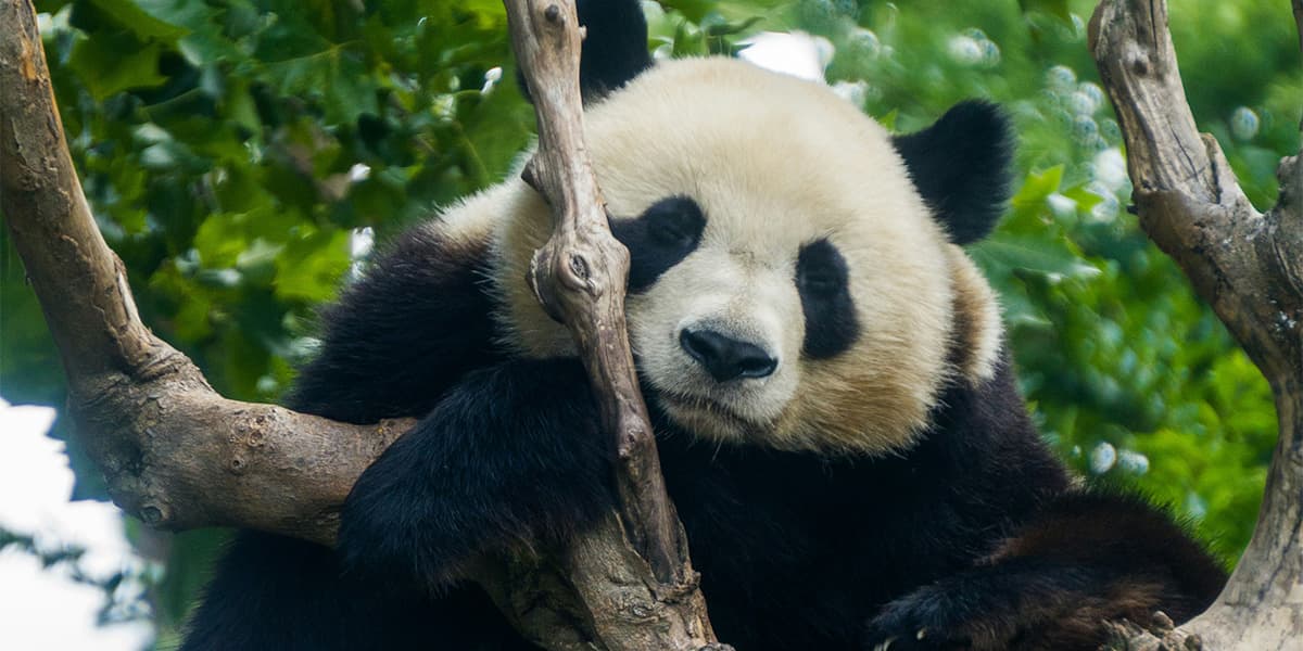 ZooParc de Beauval