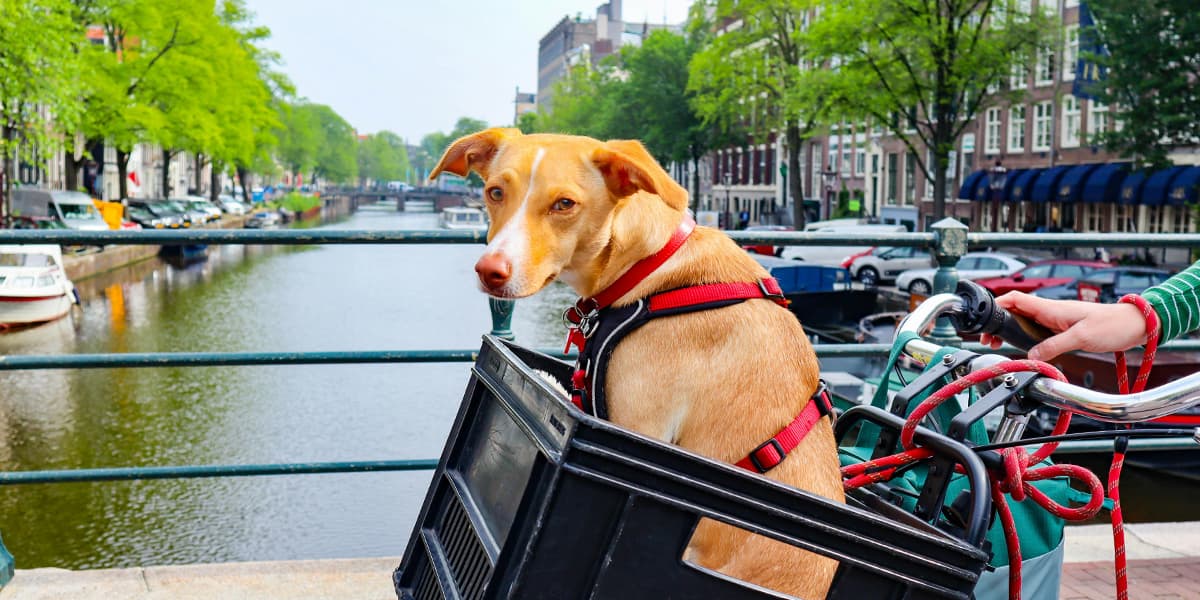 Dog in a bicycle box going over a canal, Amsterdam