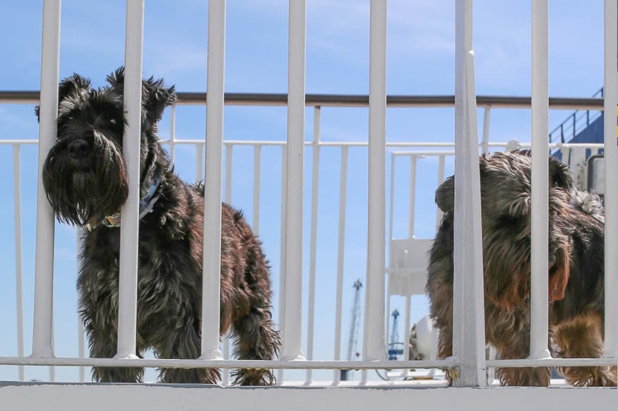 Dogs look through the gate on DFDS ferry