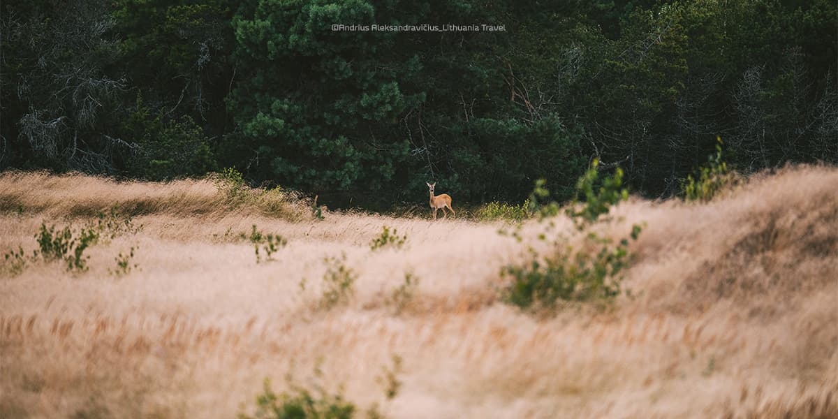 Landscape of Curonian Spit