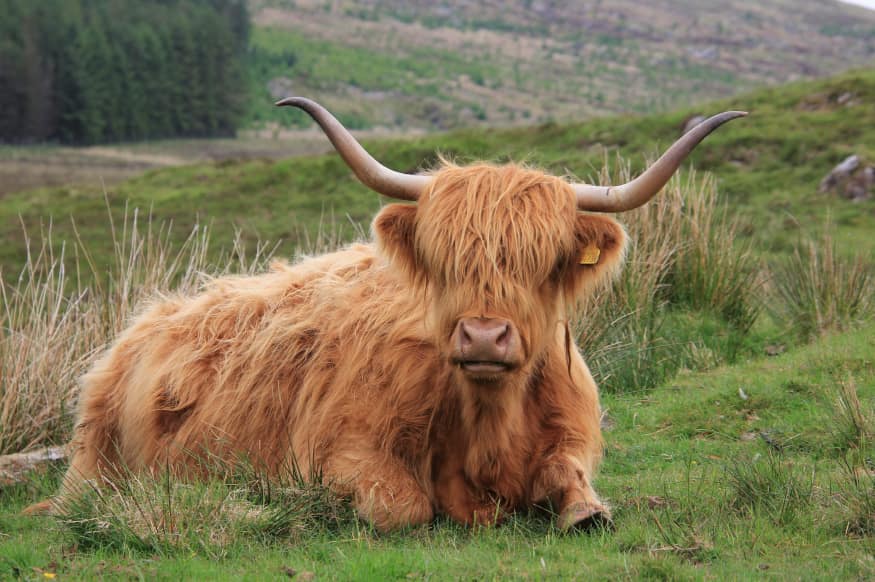 Scotland-Roadtrips-Blog-875x582-5 days-Highland cow