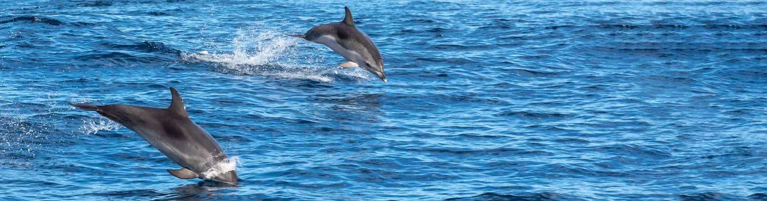 Dolphin