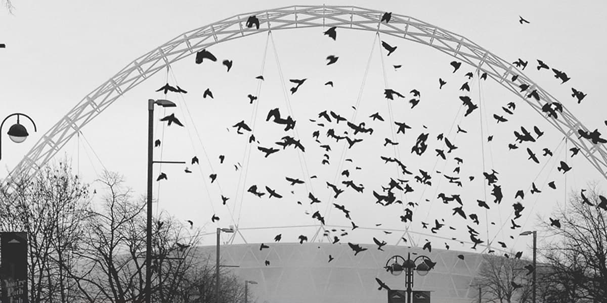 Wembley stadium in black and white with birds