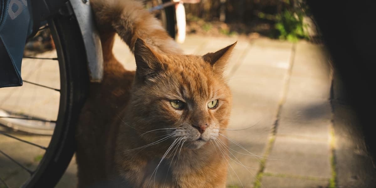 Best Museums in Amsterdam - Kattenkabinet