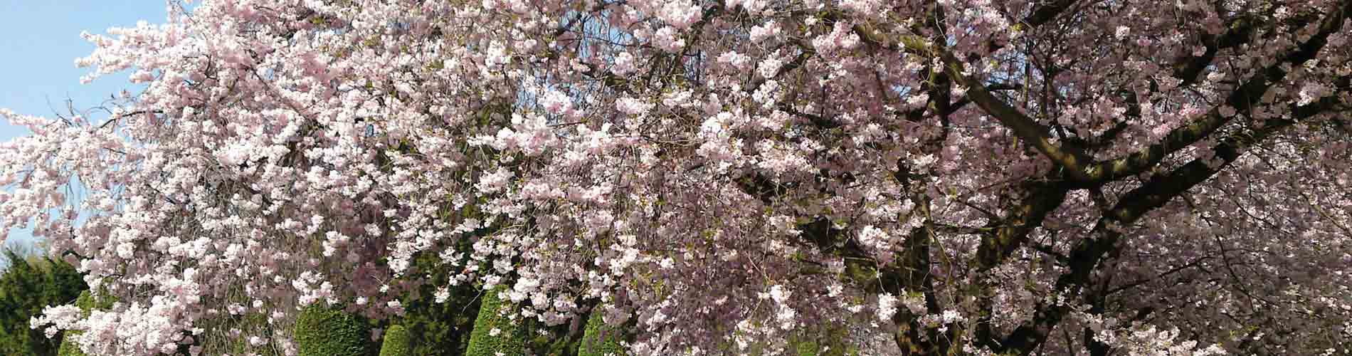 Cherry Blossom
