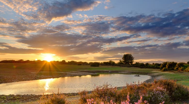 3.NewForest