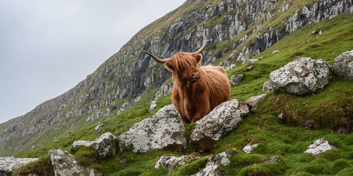 Hooglander Schotland