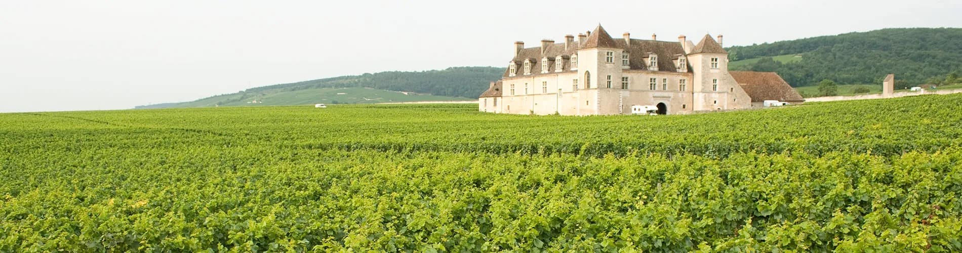 Vineyard in France