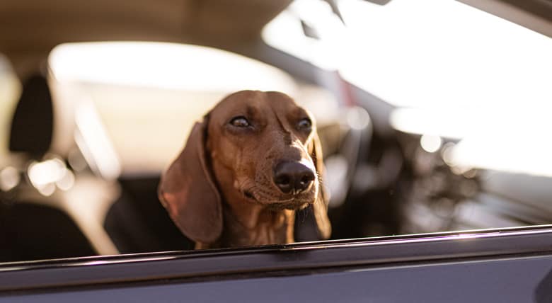 Pet Embarking - Holiday with your Pet