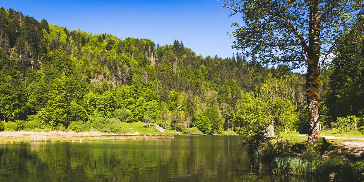 PAX, blog, Your Essential Guide to the Black Forest Germany,  hero