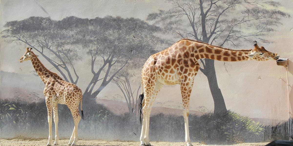 zoo de la flèche