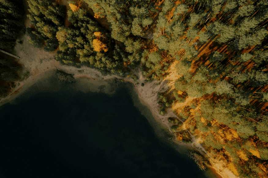 The Baltics forest
