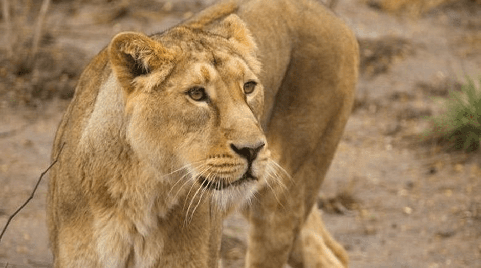 London_Zoo