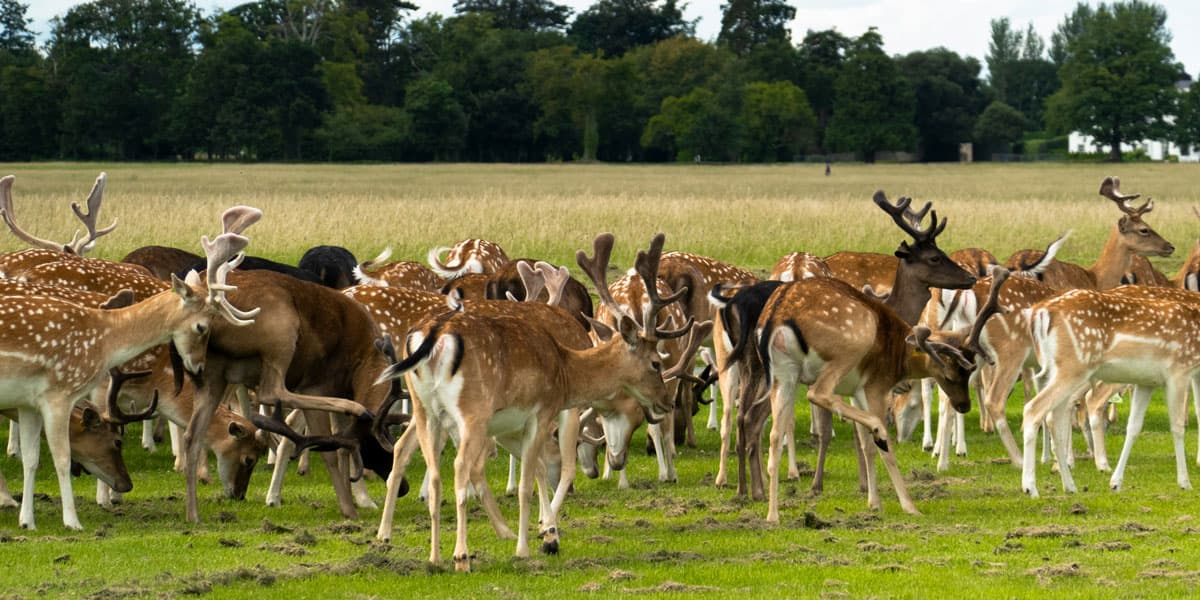 RODK 25 10 Blog Dublin 4 Phoenix Park 1200x600